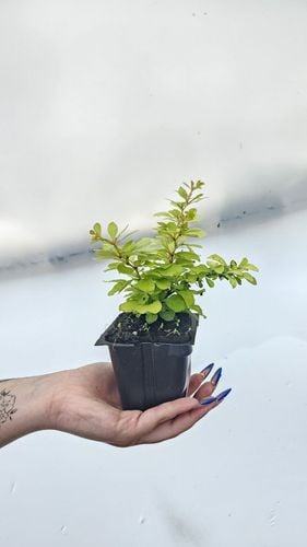 Berberys Thunberga DIABOLICUM Sadzonka p9 na Arena.pl