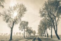 FOTOTAPETA 3d widoki wodospad most las drzewa