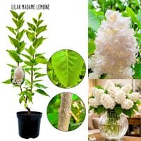 Lilak Madame Lemoine klasyczna elegancja KRZEW 40-80 cm