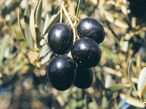 CAZORLA PICUAL hiszpańska oliwa extra virgin 1L na Arena.pl