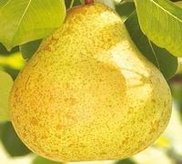 GRUSZA UKRAIŃSKA - sadzonki 50 / 80 cm