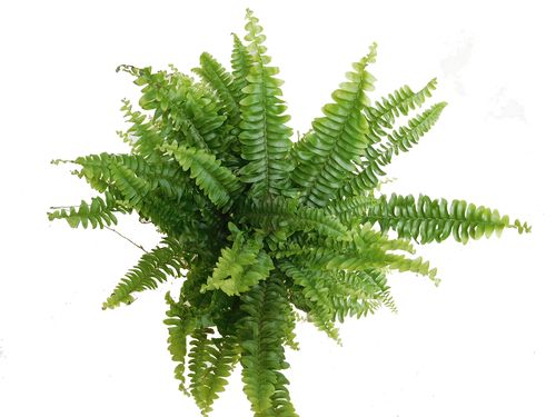 PAPROĆ NEFROLEPIS 35 cm na Arena.pl
