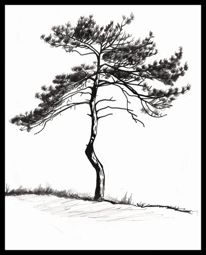 Plakat 40x50cm Samotna Sosna na Arena.pl