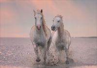 FOTOTAPETA widok konie koń morze 3D na wymiar