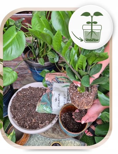 Podłoże Bigos Lekka Ziemia do kwiatów roślin zielonych 8L Mieszanka na Arena.pl