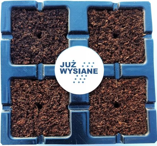 ZESTAW do uprawy na PREZENT Koleusy Pokrzywki "JUŻ WYSIANE" nasiona na Arena.pl