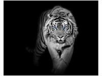 40X50CM OBRAZ DRUK TIGER IN THE DARK OBRAZ DRUK