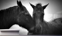 Fototapeta CZARNE KONIE W SZAROŚCI 300x210