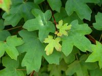 KLON POLNY Acer campestre - NASIONA 130 sztuk - 10g.