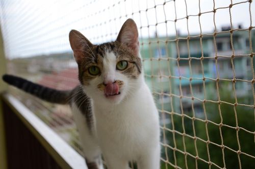 ZESTAW SIATKA NA BALKON 4x3 DLA KOTA Z DRUCIKIEM PREMIUM 110g BEZ WIERCENIA na Arena.pl