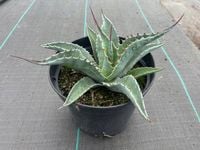 Agave Havardiana Agawa mrozoodporna sadzonka C3