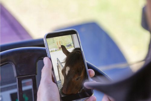 Kamera do stajni SmartCam HD WLAN 5V 3000mAh Kerbl na Arena.pl