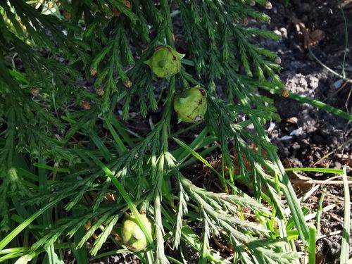 Cyprysik nutkajski 'Jubilee' (Chamaecyparis nootkatensis) Doniczka 3.0L na Arena.pl