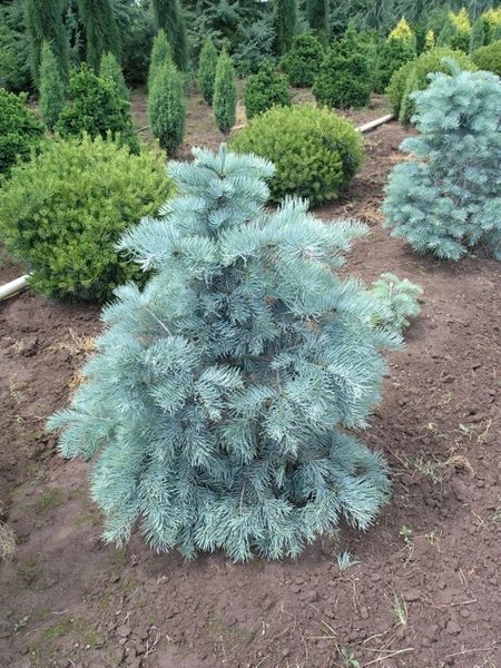 P9 JODŁA SREBRZYSTA ABIES CONCOLOR GLACUA zdjęcie 1