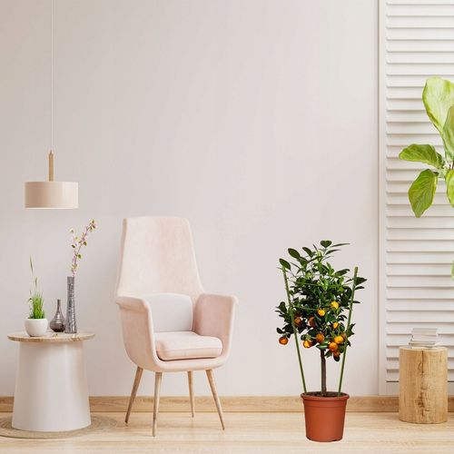 Podpórka do Kwiatów Podpora dla Roślin Doniczkowych Pnących Kwiatka 61cm 5x na Arena.pl