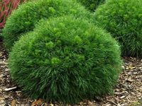 Sosna kosodrzewina VARELLA Kulista Miniatura Sadzonki w doniczkach C5