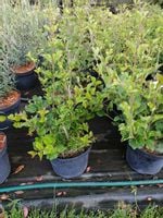 Lilak Meyera Palibin karłowa odmiana