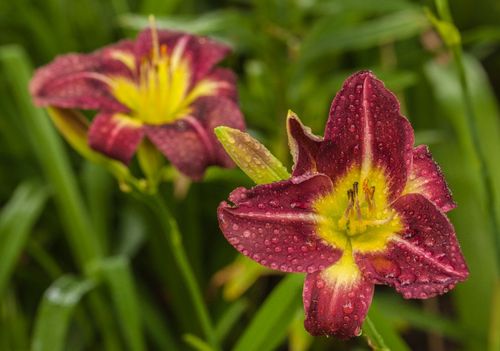 Liliowiec 'Royal Thornbird' Czerwony Żółty (Hemerocallis) Doniczka 2.0L na Arena.pl