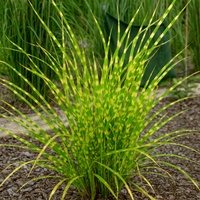 Miskant chiński 'Apache' Niski Pstry (Miscanthus sinensis) Doniczka 2.0L