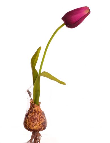 TULIPAN CEBULA fiolet na Arena.pl