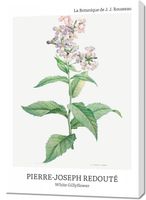 Obraz 70x100cm Design White Gillyflower, Redoute Vintage do Salonu