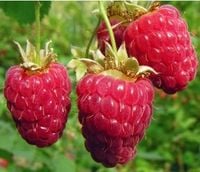 MALINA późna czerwone duże owoce - sadzonki 30 / 50 cm