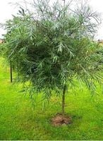 WIERZBA BAMBUSOWA na pniu - sadzonki 120 / 140 cm