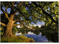 50X70CM DĄB STAROPOLSKI OBRAZ POKOJU DREWNINE