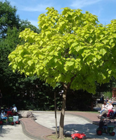 CATALPA KATALPA NA PNIU SZCZEPIONA AURENA -ŻÓŁTA - sadzonki 100 / 130 cm