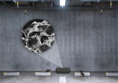 NAJSILNIEJSZA TRUTKA NA SZCZURY MYSZY GRYZONIE CZARNA PASTA NO PEST na Arena.pl