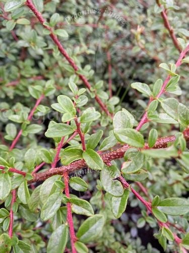 Irga szwedzka Coral Beauty karłowy krzew okrywowy na Arena.pl