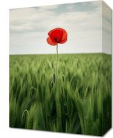 Obraz 30x40cm Samotny Mak na Polu