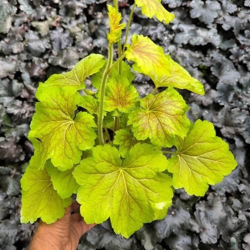 Żurawka DELTA DAWN Pomarańczowo-żółta Do cienia Sadzonki w doniczkach C2 na Arena.pl