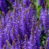 Szałwia omszona 'Bordeau Deep Blue' Niebieska (Salvia nemorosa) Doniczka