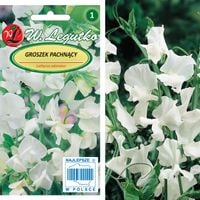 Nasiona Groszek pachnący biały 3 g Legutko