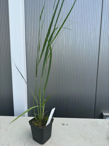 TRAWA Proso Northwind - sadzonki 10 / 20 cm na Arena.pl