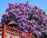 BEZ MICHEL BUCHNER oryginał - sadzonki 80 / 120 cm