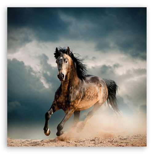 Emaga Obraz na płótnie, Galop konia - 60x60 na Arena.pl