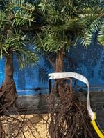 Jodła Kaukaska sadzonki 30-50 cm Szkółkowana 5 Letnia PAKIET 100 SZTUK