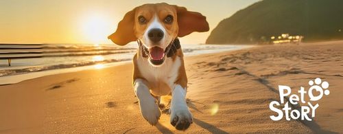 PRO FLEX Smycz AUTOMATYCZNA TAŚMA dla DUŻEGO PSA do 50kg 5m L na Arena.pl