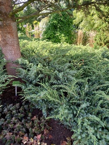 Jałowiec nadbrzeżny - Juniperus conferta Schlager na Arena.pl