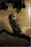 product-compare-58703339