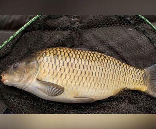WĘDKA GRUNTOWA MISTRALL ZINO FEEDER 3,30m / 120g na Arena.pl