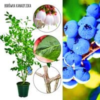 Borówka Kanadyjska mrozoodporna plenna KRZEW 60-90 cm