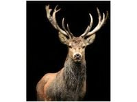 70X50CM OBRAZ JELEŃ DZICZY ŚCIAN