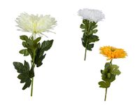 chryzantema pojedyncza 30cm