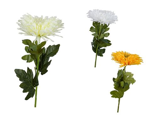 chryzantema pojedyncza 30cm na Arena.pl