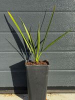 Phoenix Theophrasti palma mrozoodporna 20-30cm