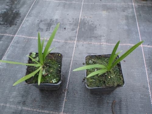 Lilia Agapant Fireworks P9 na Arena.pl