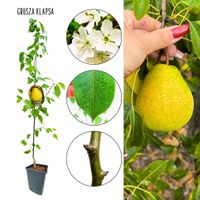 Grusza Klapsa aromatyczny miąższ gruszki 100-150 cm